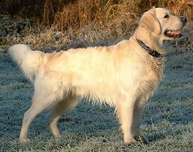 En Güzel Köpek Cinsi